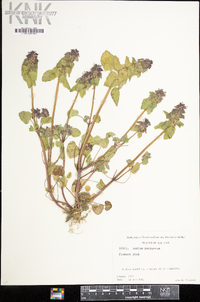 Lamium purpureum image