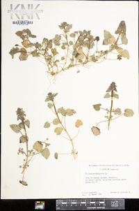 Lamium purpureum image