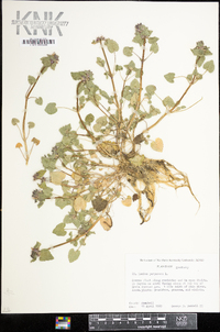 Lamium purpureum image