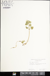 Lamium purpureum image