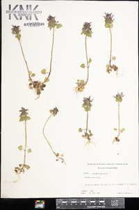 Lamium purpureum image