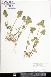 Lamium purpureum image