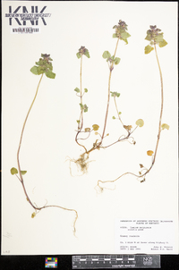 Lamium purpureum image