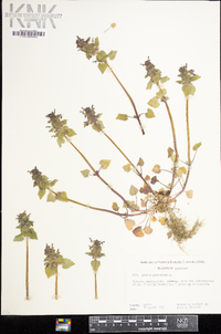 Lamium purpureum image