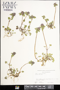 Lamium purpureum image