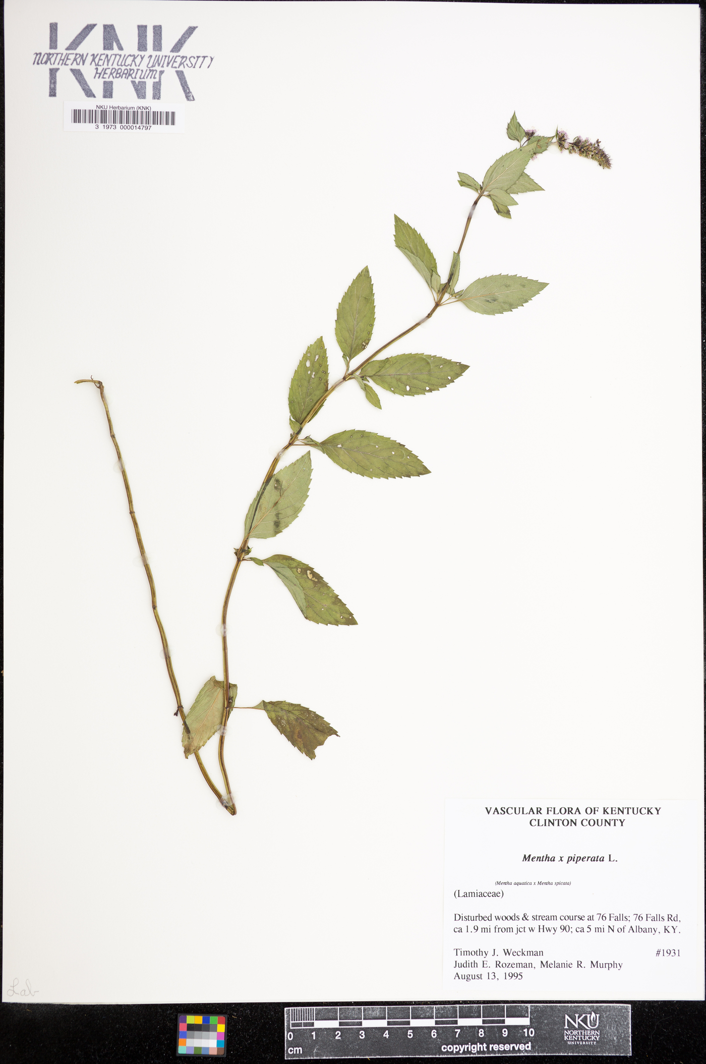 Mentha × piperita image