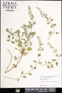 Nepeta mussinii image