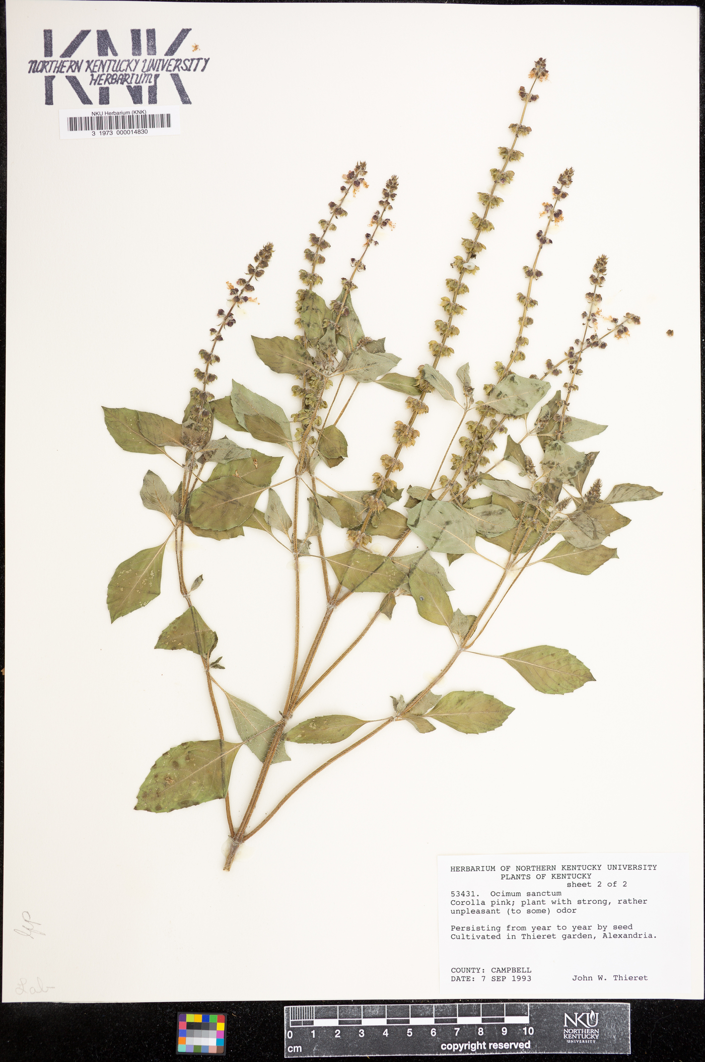 Ocimum sanctum image