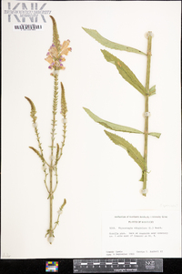 Physostegia virginiana image