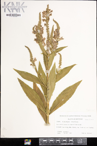 Physostegia virginiana image