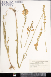 Physostegia virginiana image