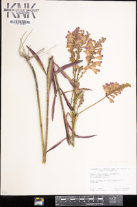 Physostegia virginiana image