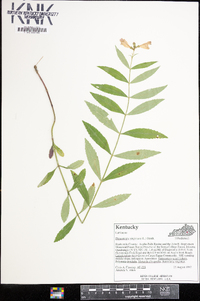 Physostegia virginiana image