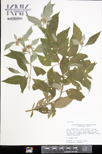 Pycnanthemum pycnanthemoides image