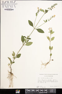 Scutellaria elliptica image