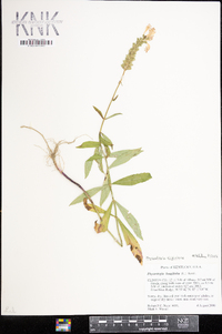 Physostegia virginiana image