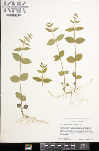 Scutellaria nervosa image