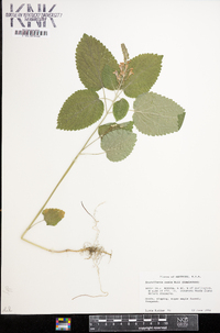 Scutellaria ovata image