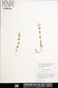 Scutellaria parvula image