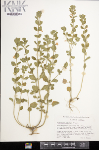 Scutellaria thieretii image