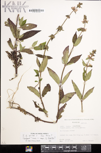 Stachys tenuifolia image