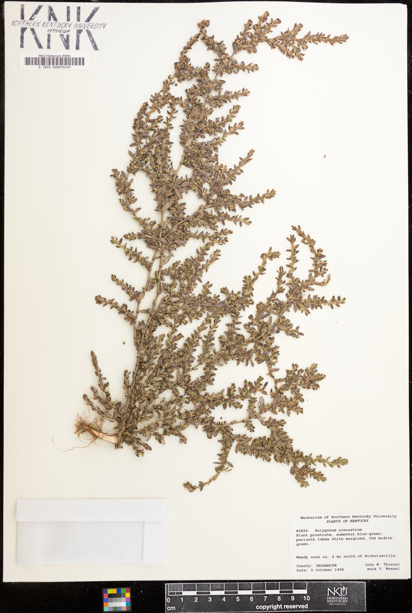 Polygonum arenastrum image