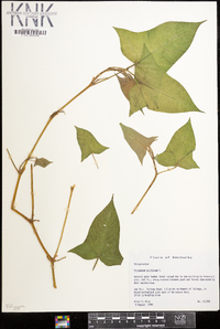 Persicaria arifolia image