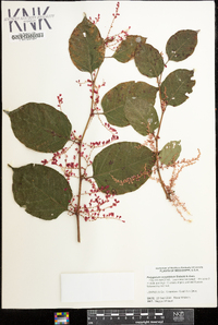 Reynoutria japonica image