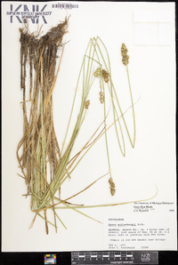 Carex fissa image