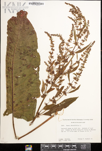 Rumex obtusifolius image