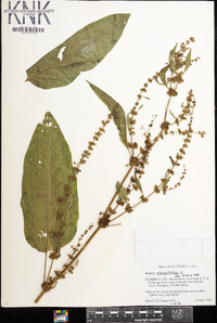 Rumex obtusifolius image