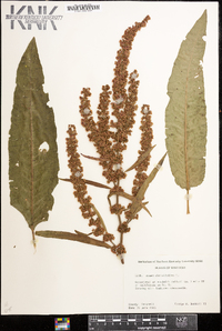 Rumex obtusifolius image