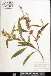 Rumex verticillatus image