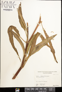 Rumex verticillatus image