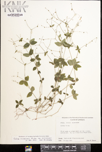 Galium circaezans image