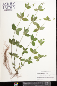 Galium circaezans image