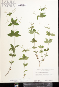 Galium circaezans image