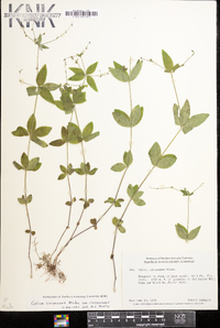 Galium circaezans image