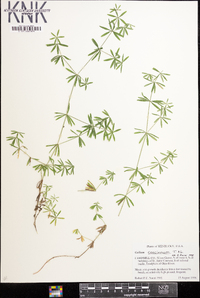 Galium concinnum image