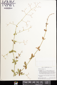 Galium pilosum image