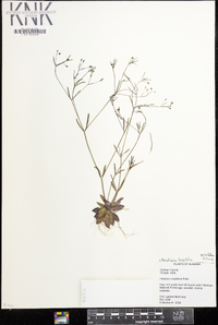 Houstonia longifolia image