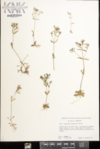 Houstonia canadensis image