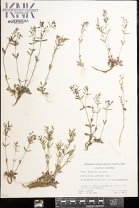 Houstonia canadensis image