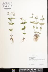 Houstonia purpurea image