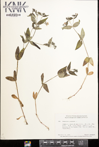 Houstonia purpurea image