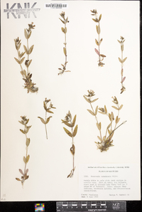 Houstonia canadensis image