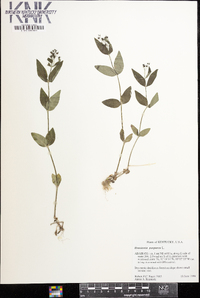 Houstonia purpurea image