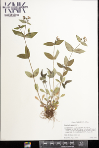 Houstonia purpurea image