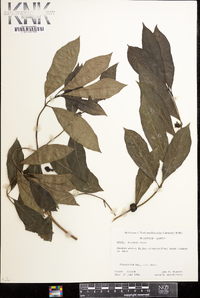 Morinda umbellata image