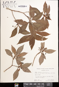 Psychotria ligustrifolia image